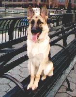 "Mika" enjoying a rest on a park bench, perfectly at home in the city!